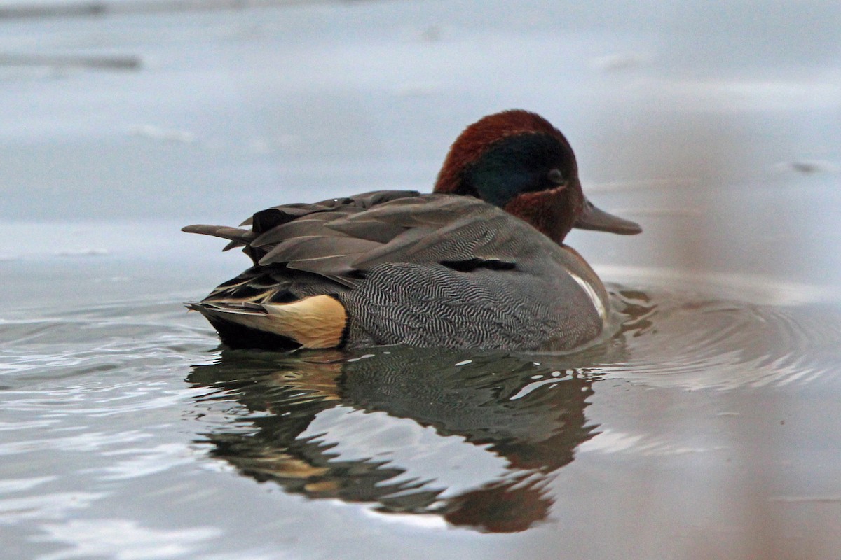 Cerceta Común - ML646273320