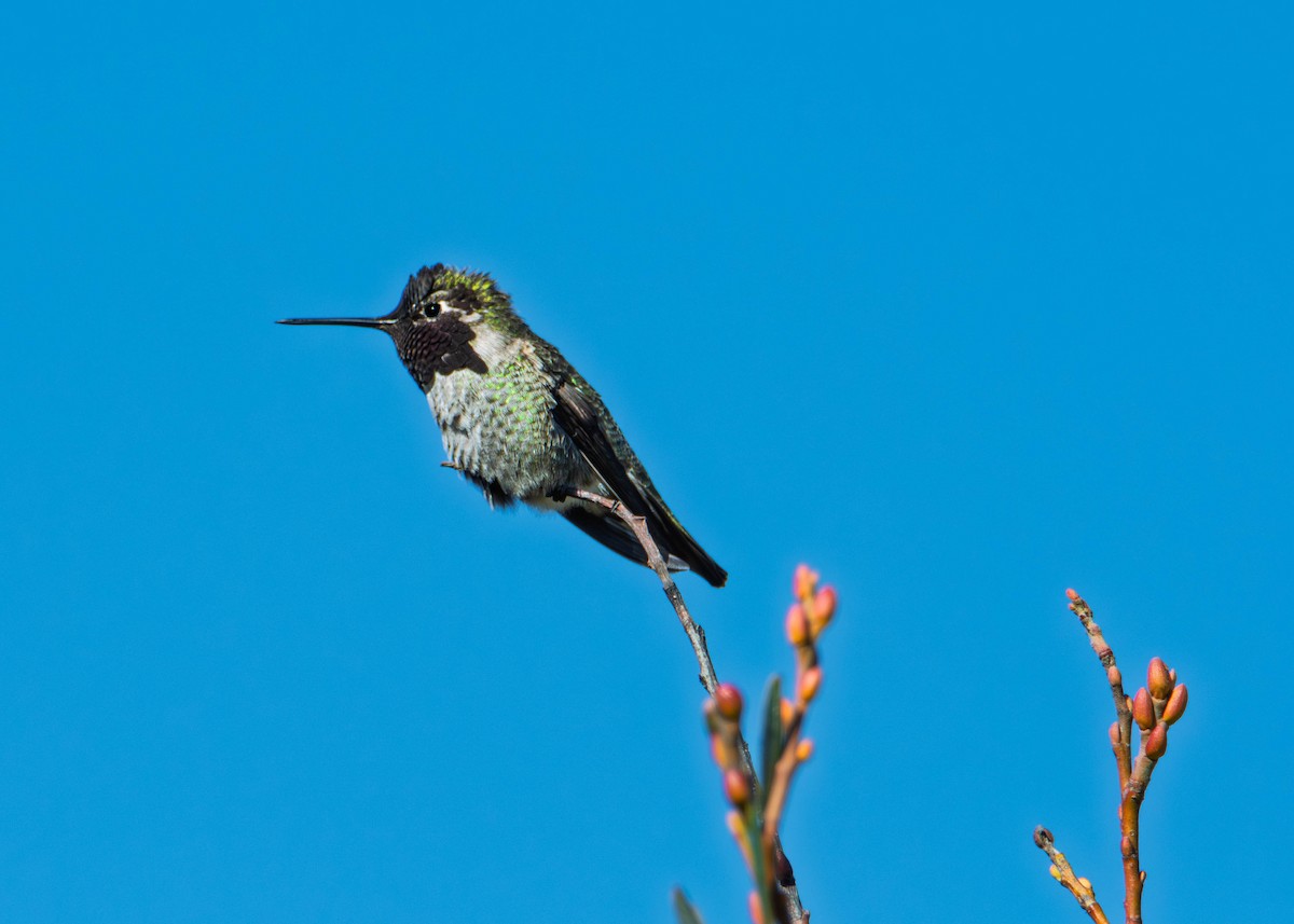 Colibrí de Anna - ML646273322