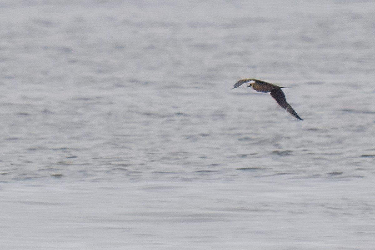 Págalo Parásito - ML646273324