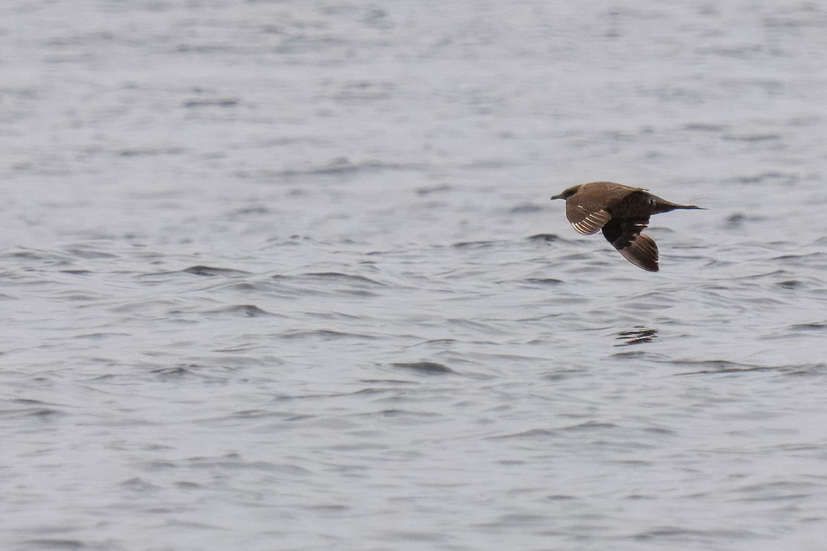 Págalo Parásito - ML646273325