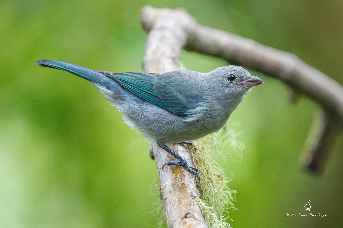 Tangara Azuleja - ML646273326