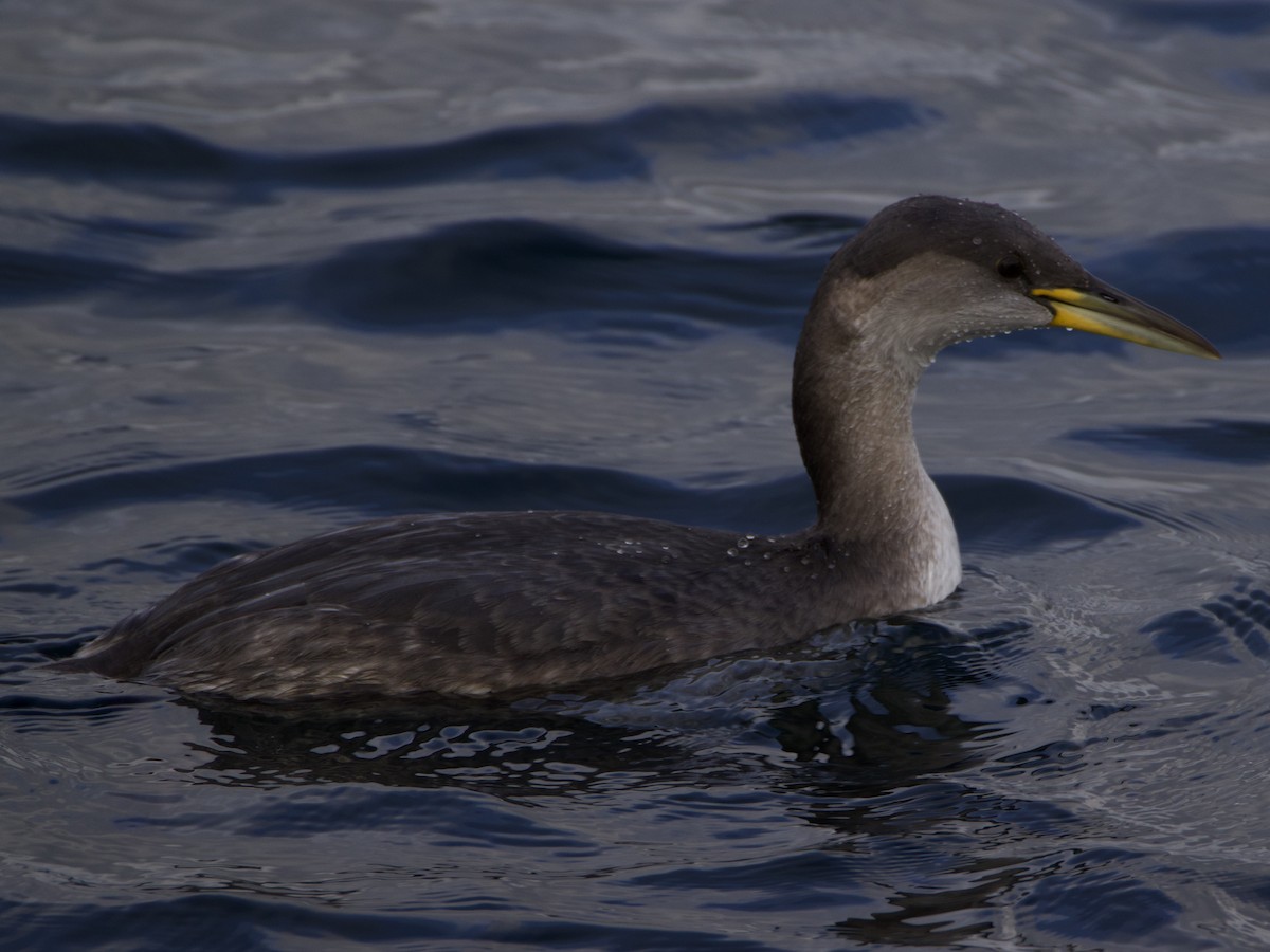 Somormujo Cuellirrojo - ML646273327