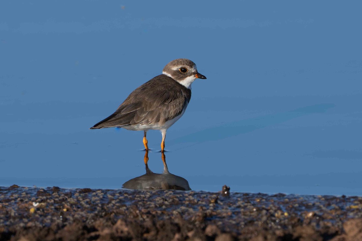Semipalmated Plover - ML646273328