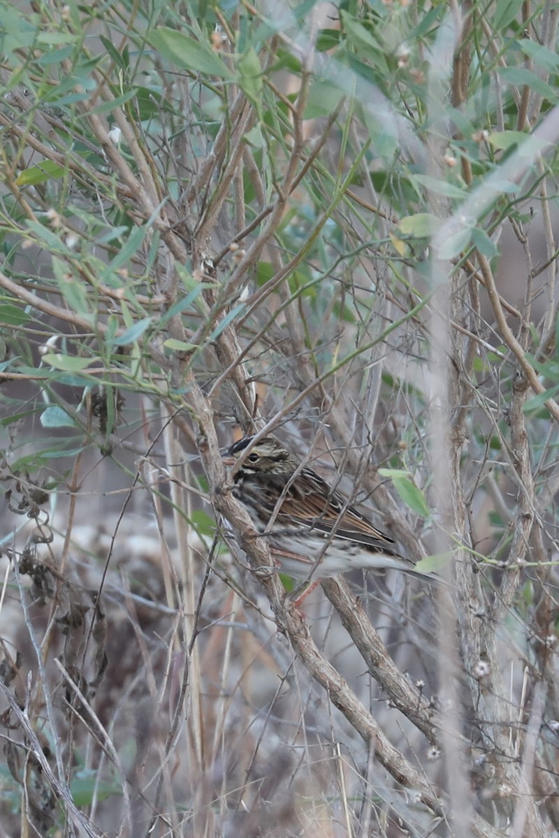 Chingolo Sabanero - ML646273329
