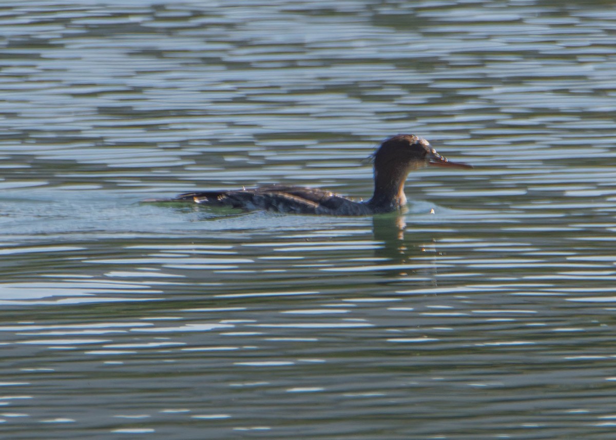 Serreta Mediana - ML646273331