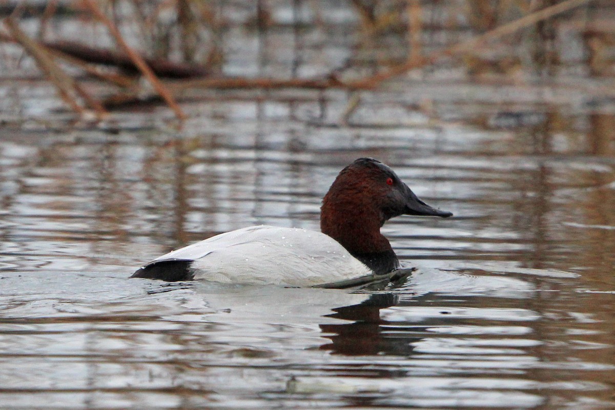 Porrón Coacoxtle - ML646273332