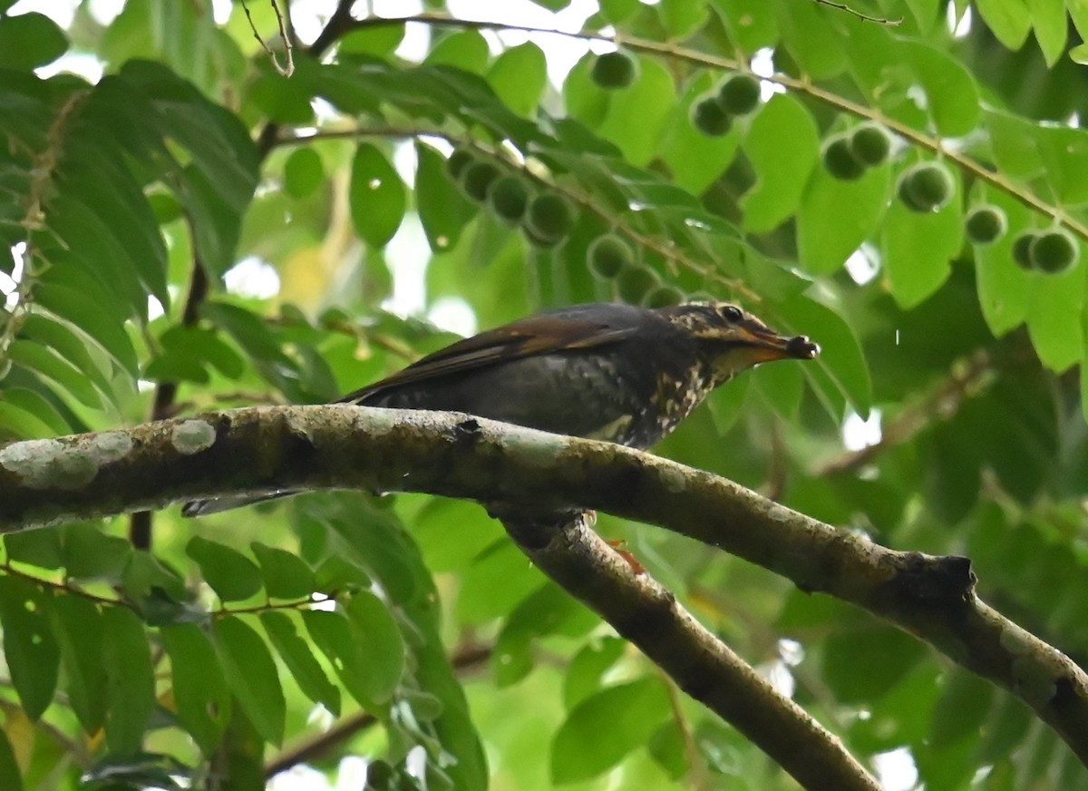 Siberian Thrush - ML646273333