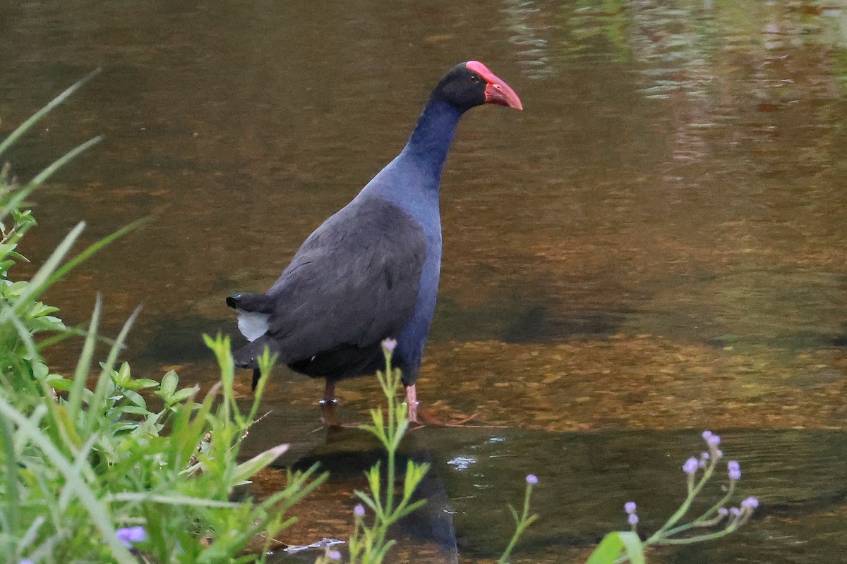 Calamón Australiano - ML646273334