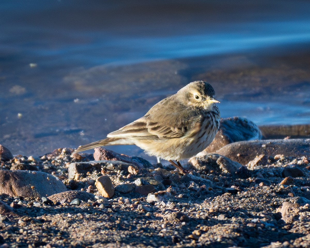 Bisbita Norteamericano - ML646273335