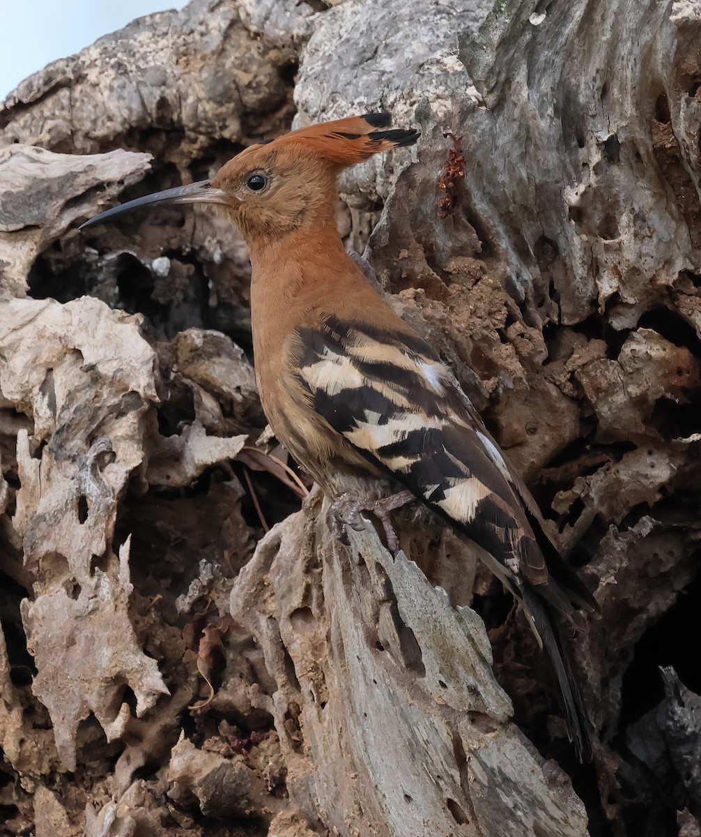 Abubilla Común (africana) - ML646273336
