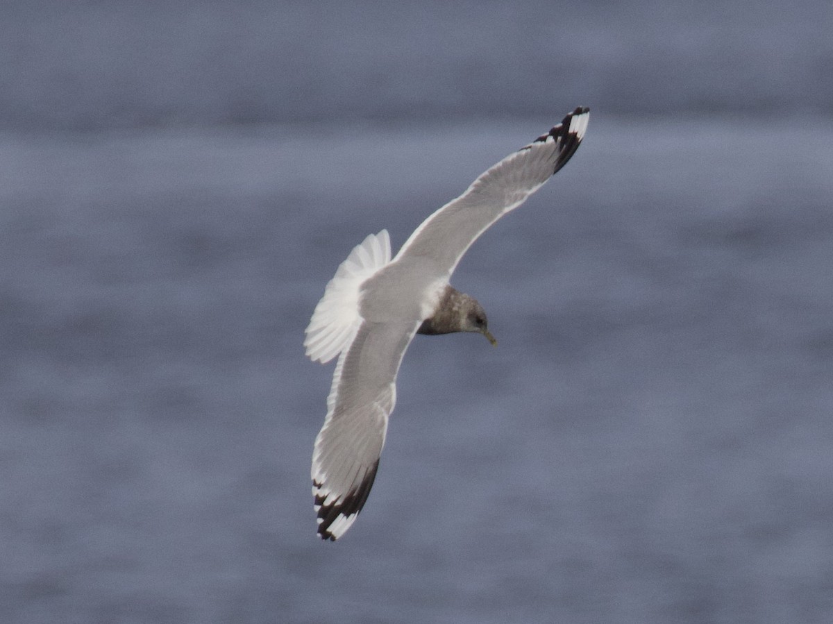 Gaviota de Alaska - ML646273337