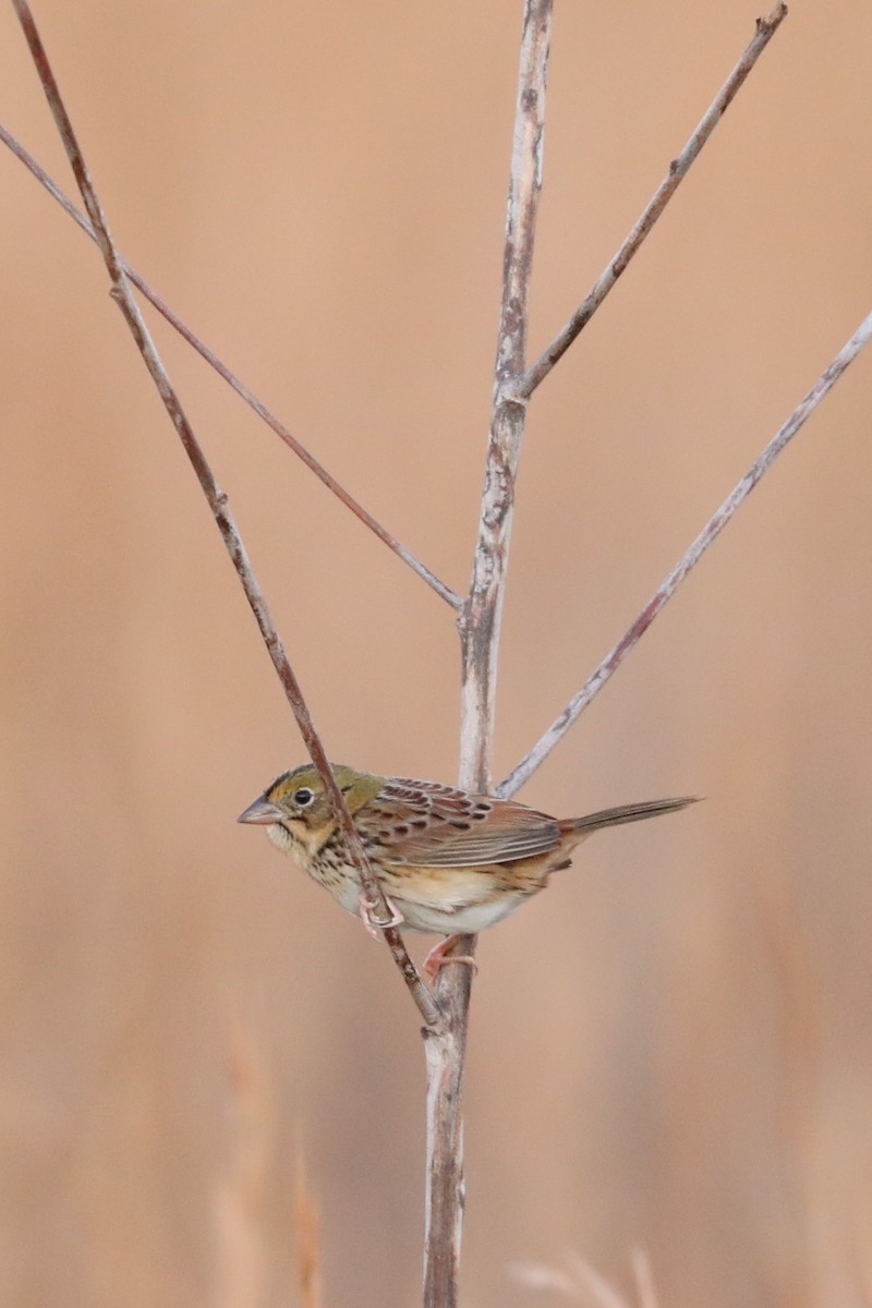 Chingolo de Henslow - ML646273338