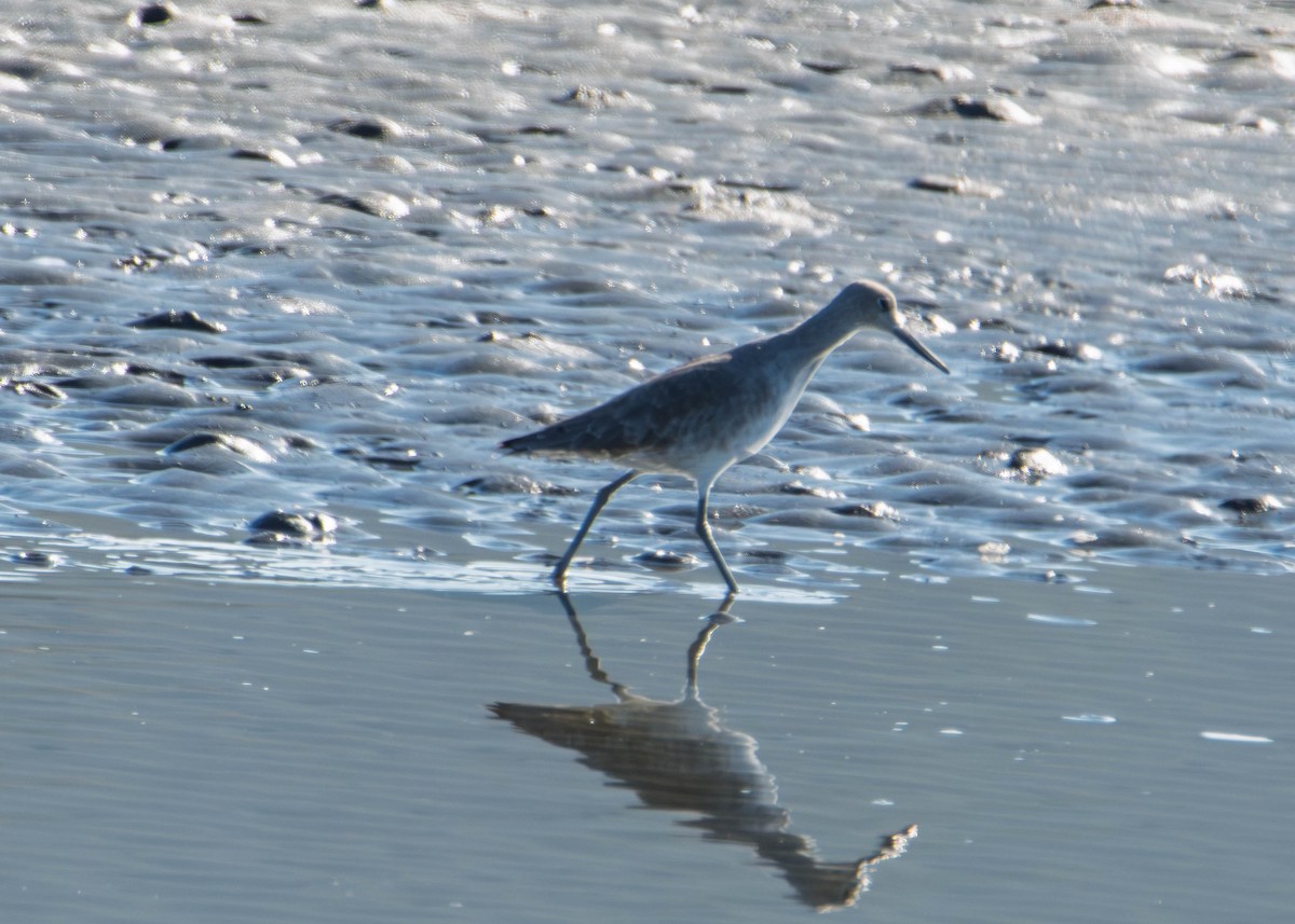 Playero Aliblanco - ML646273339