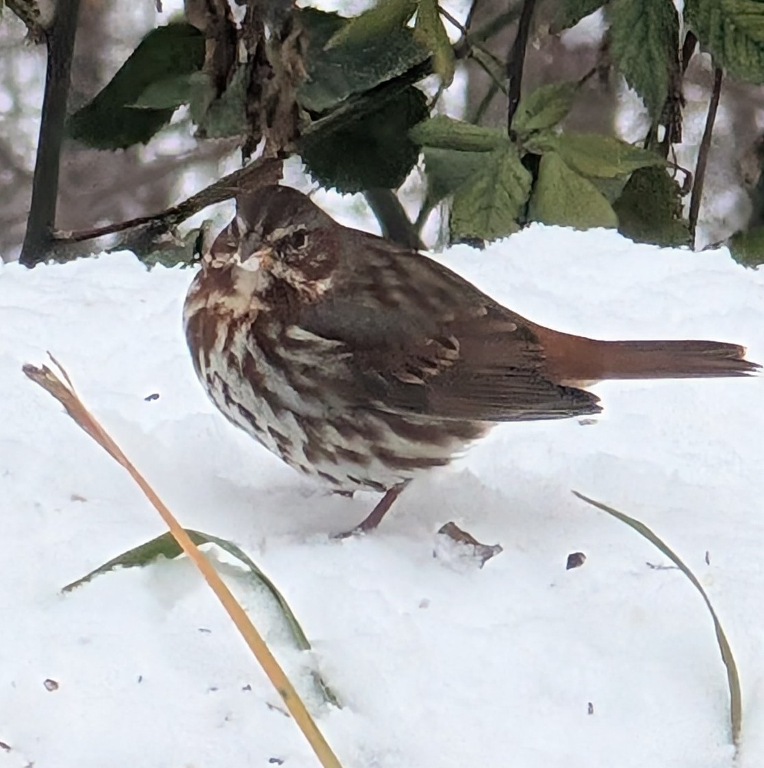 Chingolo Zorruno - ML646273340