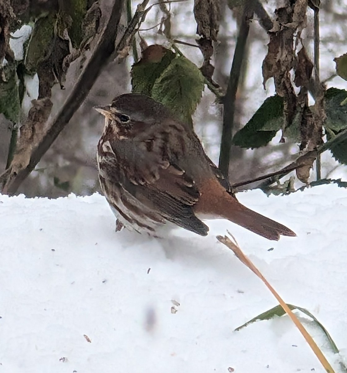 Chingolo Zorruno - ML646273341