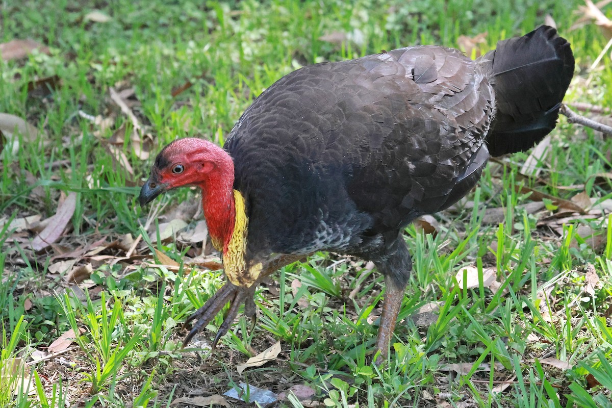Talégalo Cabecirrojo (Bolsa Amarilla) - ML646273342