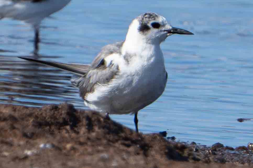Black Tern - ML646273343