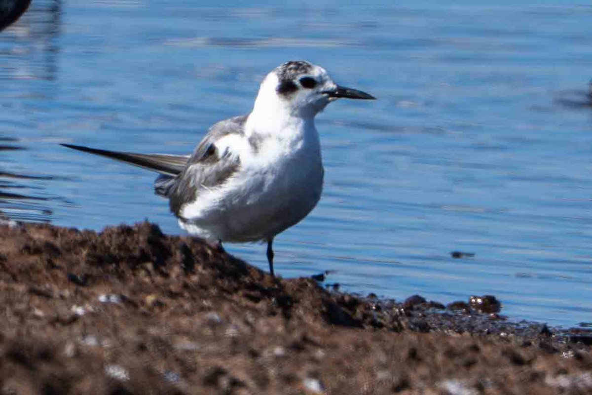 Black Tern - ML646273344