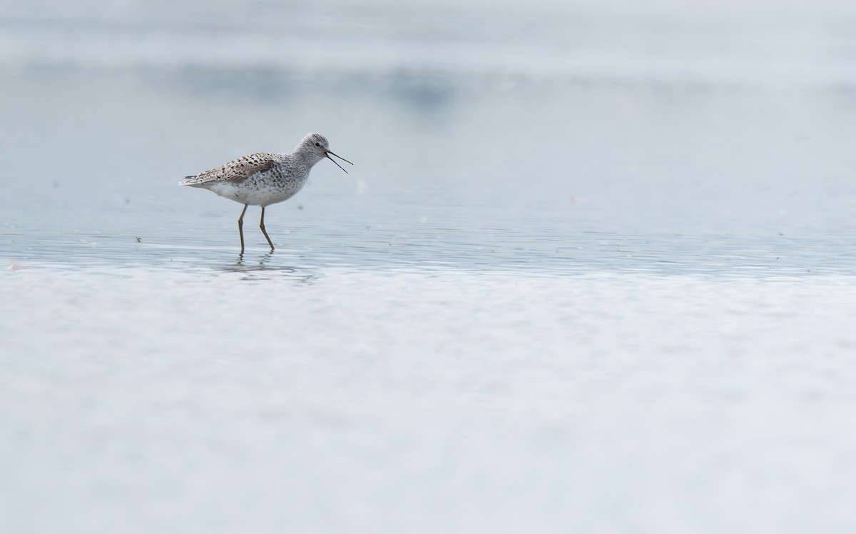 Marsh Sandpiper - ML646273345