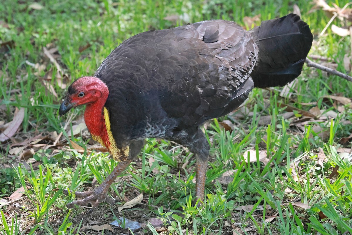 Australian Brushturkey (Yellow-pouched) - ML646273346