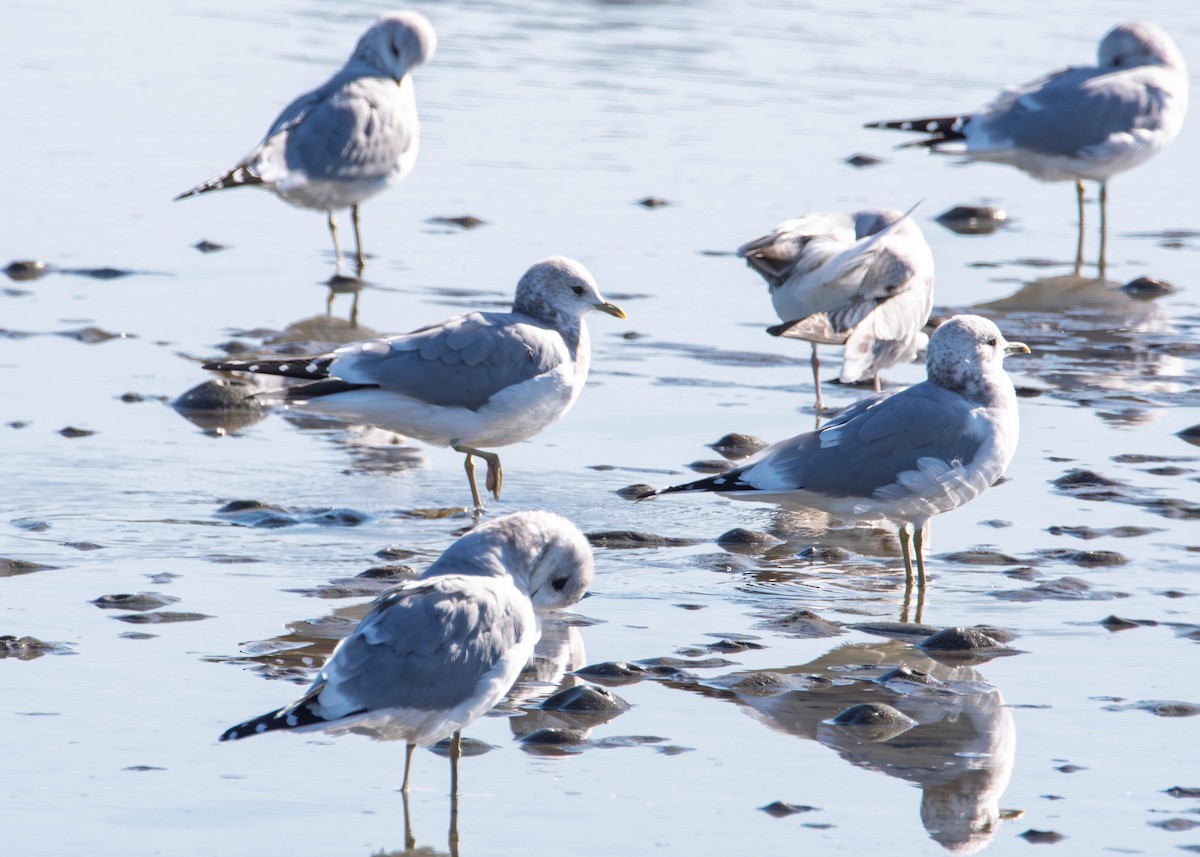 Short-billed Gull - ML646273354
