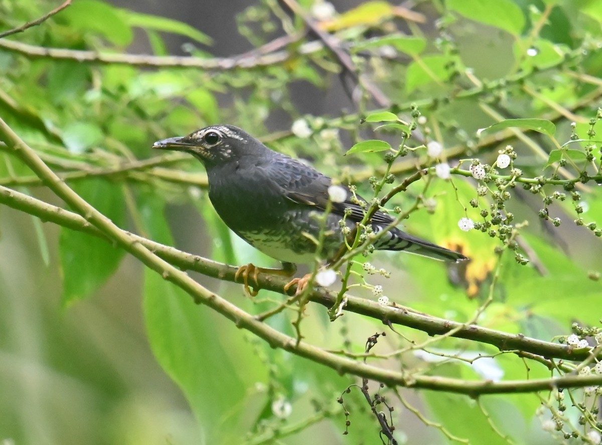 Siberian Thrush - ML646273356