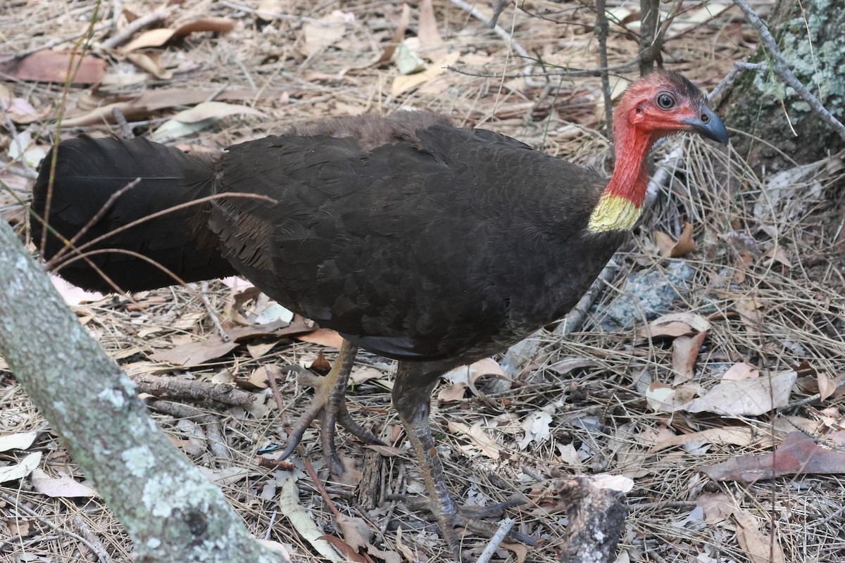 Australian Brushturkey (Yellow-pouched) - ML646273361