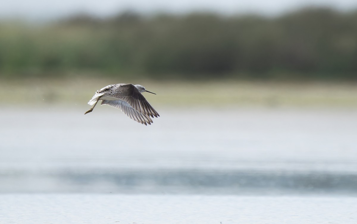Marsh Sandpiper - ML646273362