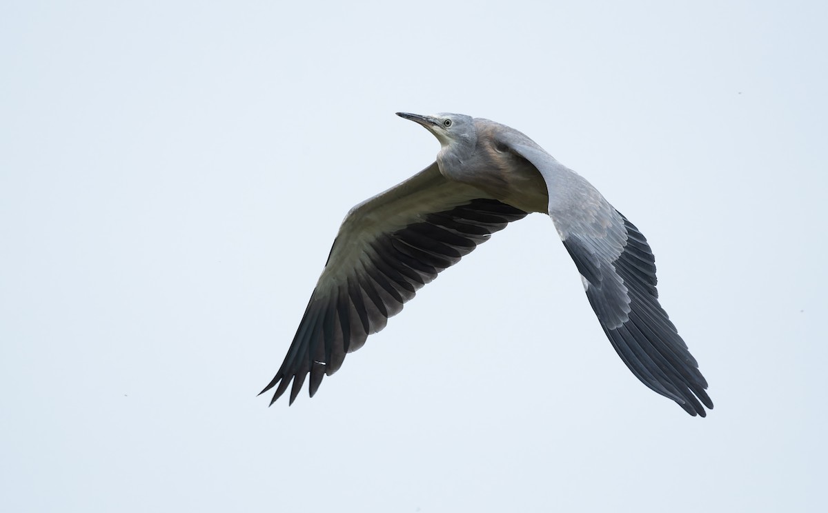 volavka bělolící - ML646273365