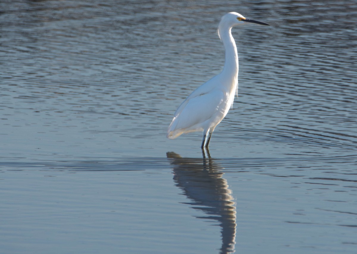 Snowy Egret - ML646273366