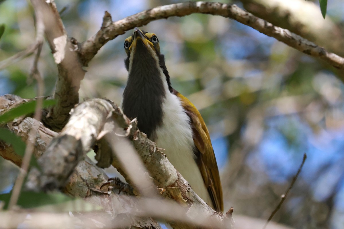 Blue-faced Honeyeater - ML646273367
