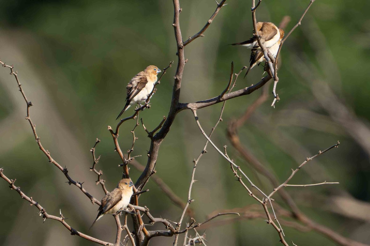 African Silverbill - ML646273368