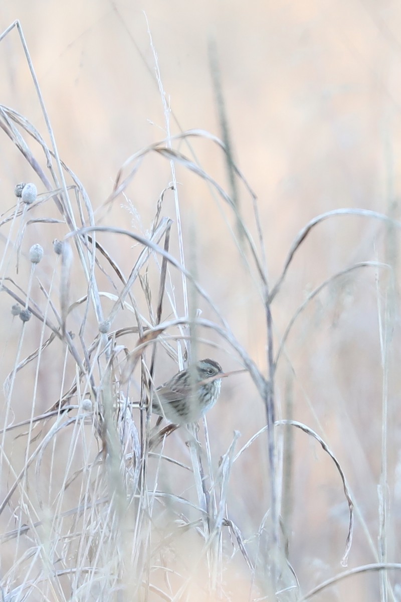 Swamp Sparrow - ML646273369