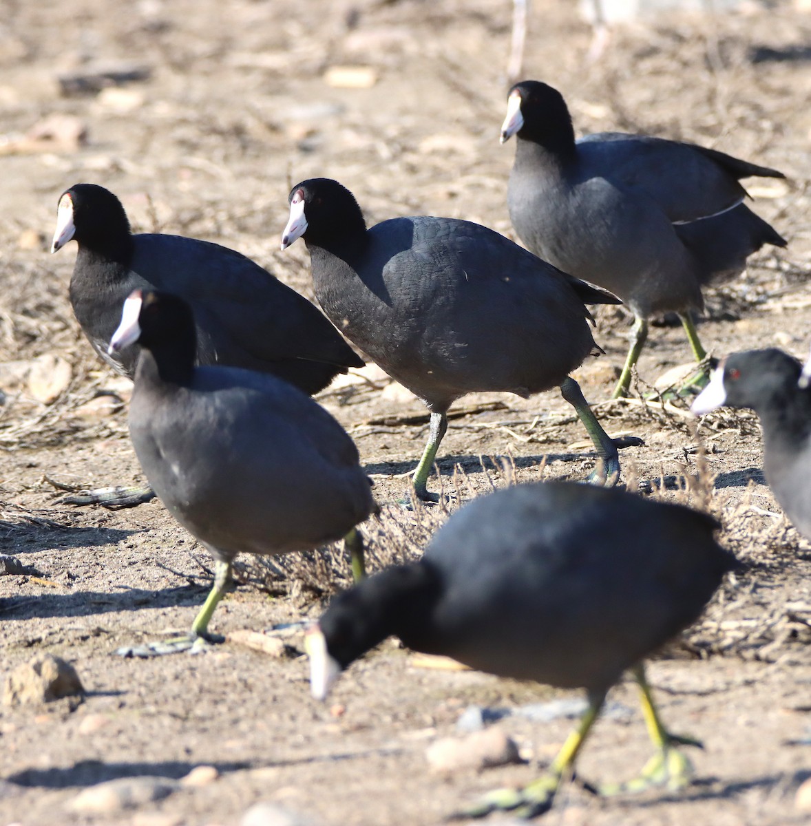 Focha Americana (Frentirroja) - ML646273371