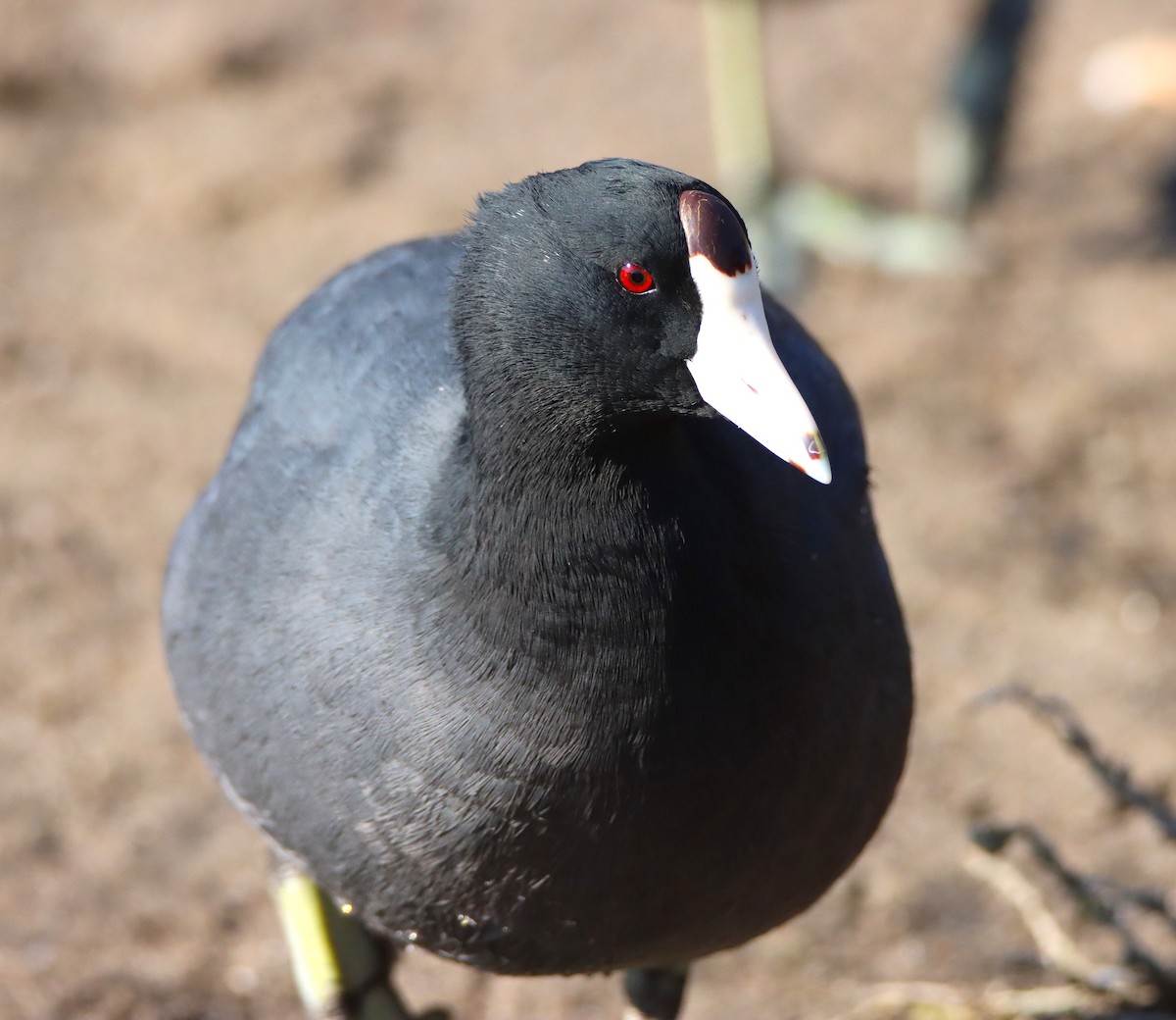 Focha Americana (Frentirroja) - ML646273372