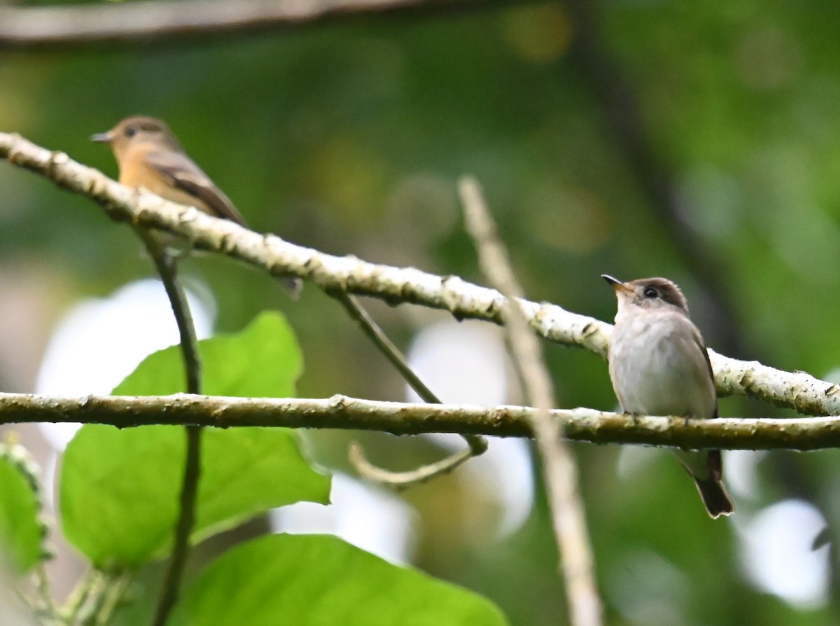 Asian Brown Flycatcher - ML646273376