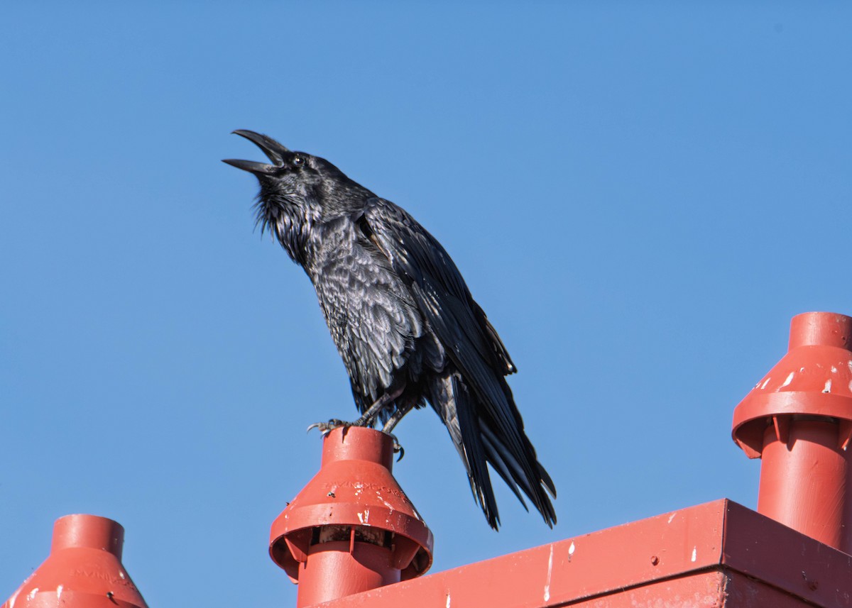 Common Raven - ML646273377