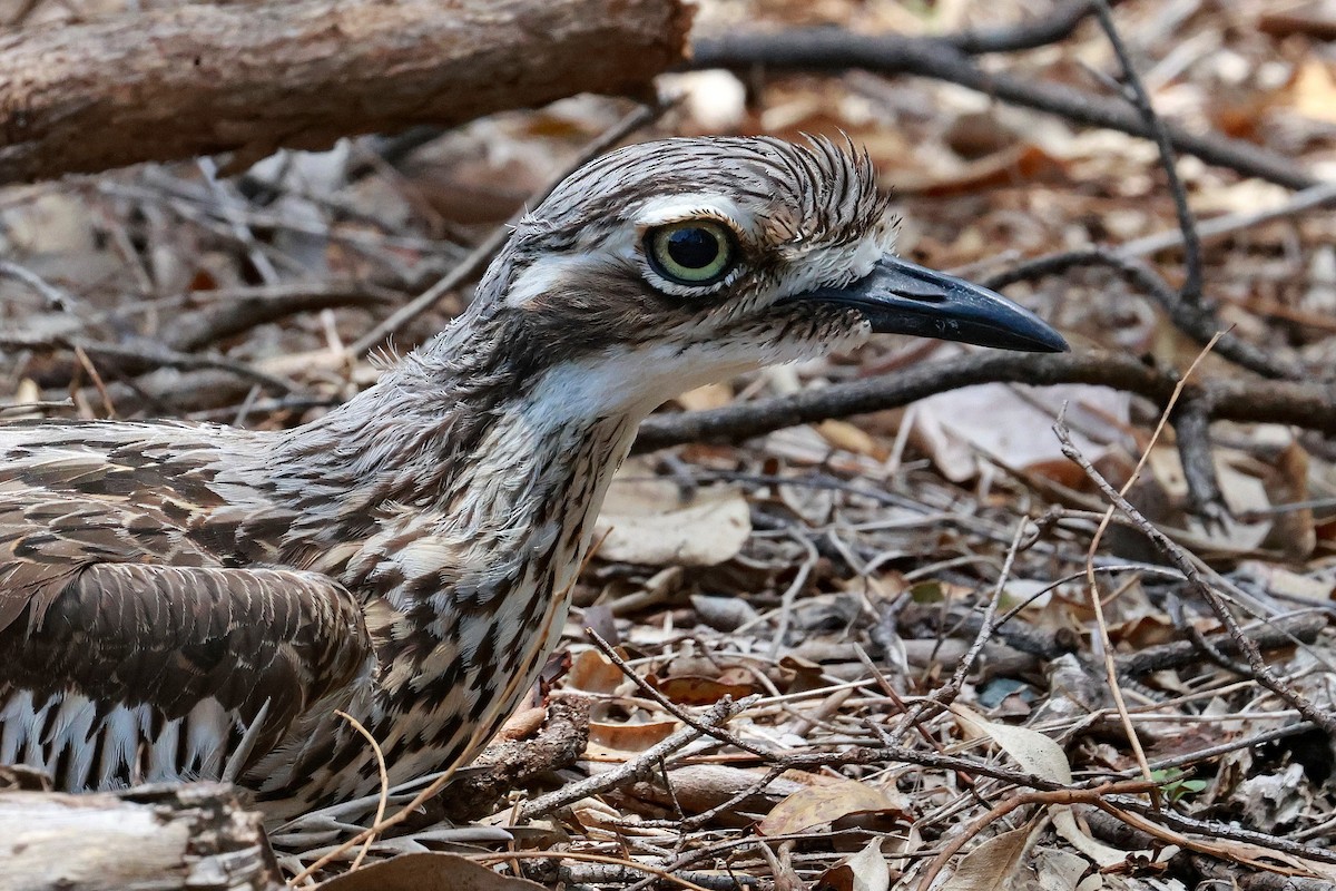 Bush Thick-knee - ML646273383