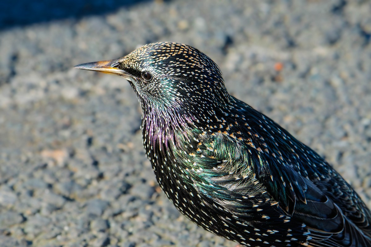 European Starling - ML646273384