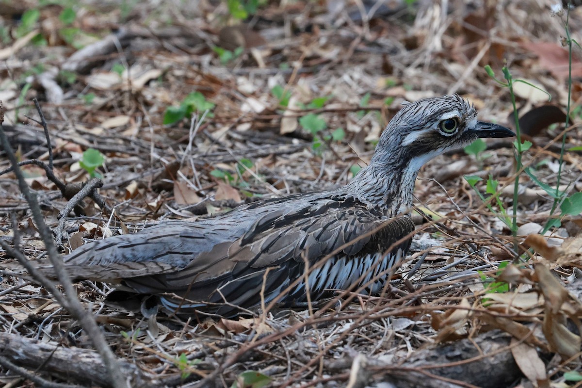 Bush Thick-knee - ML646273387