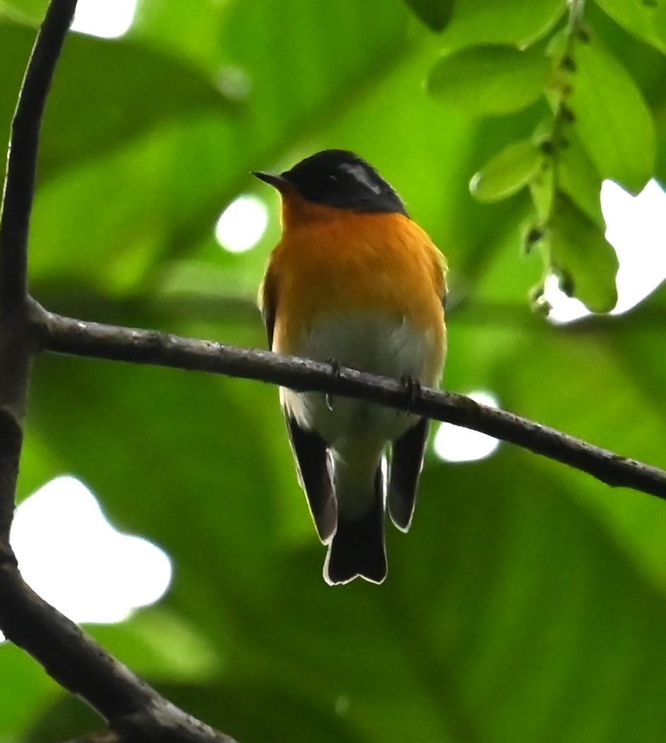 Mugimaki Flycatcher - ML646273389