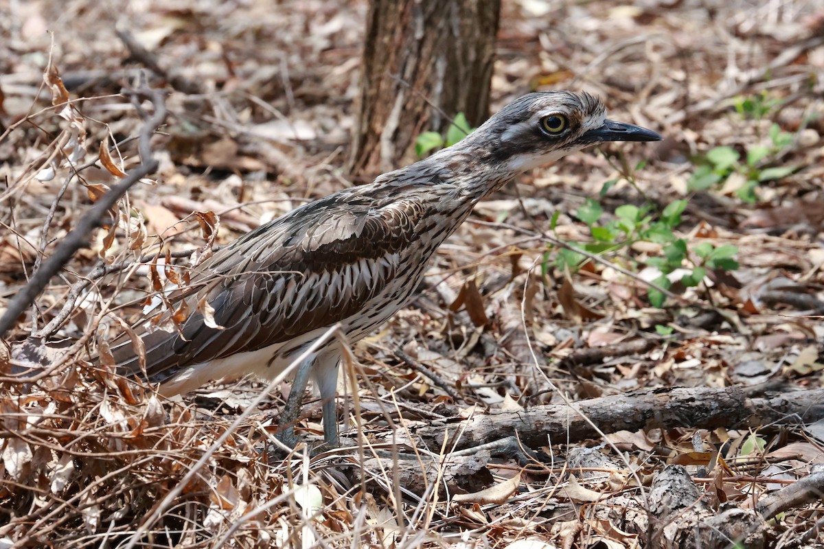Bush Thick-knee - ML646273391