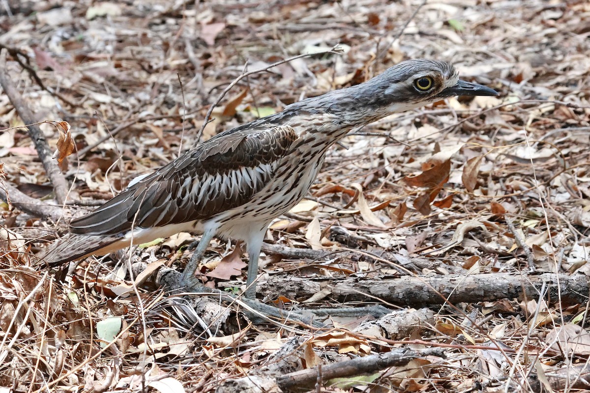 Bush Thick-knee - ML646273396