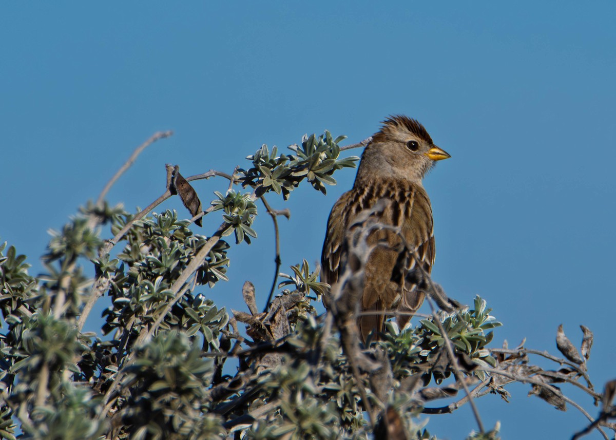 White-crowned Sparrow - ML646273397