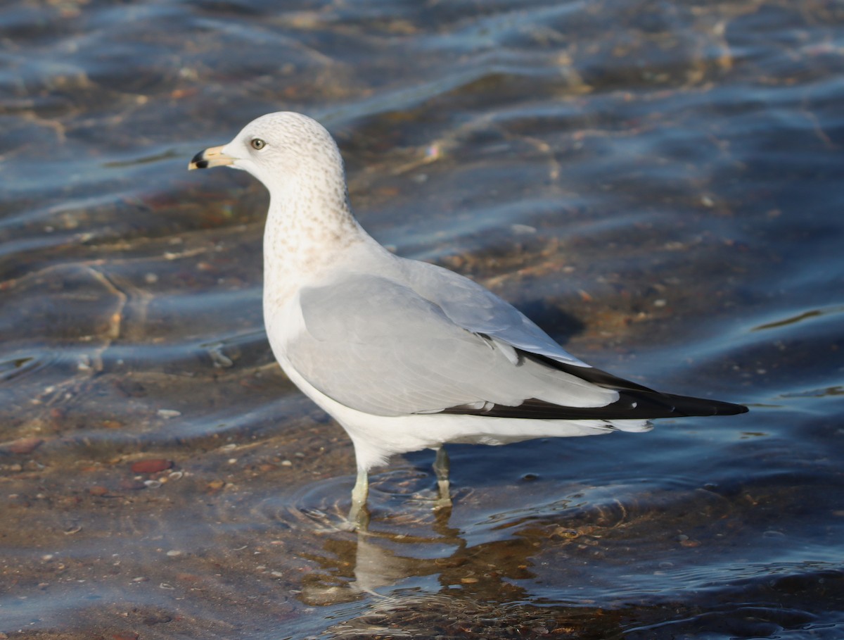 Gaviota de Delaware - ML646273400