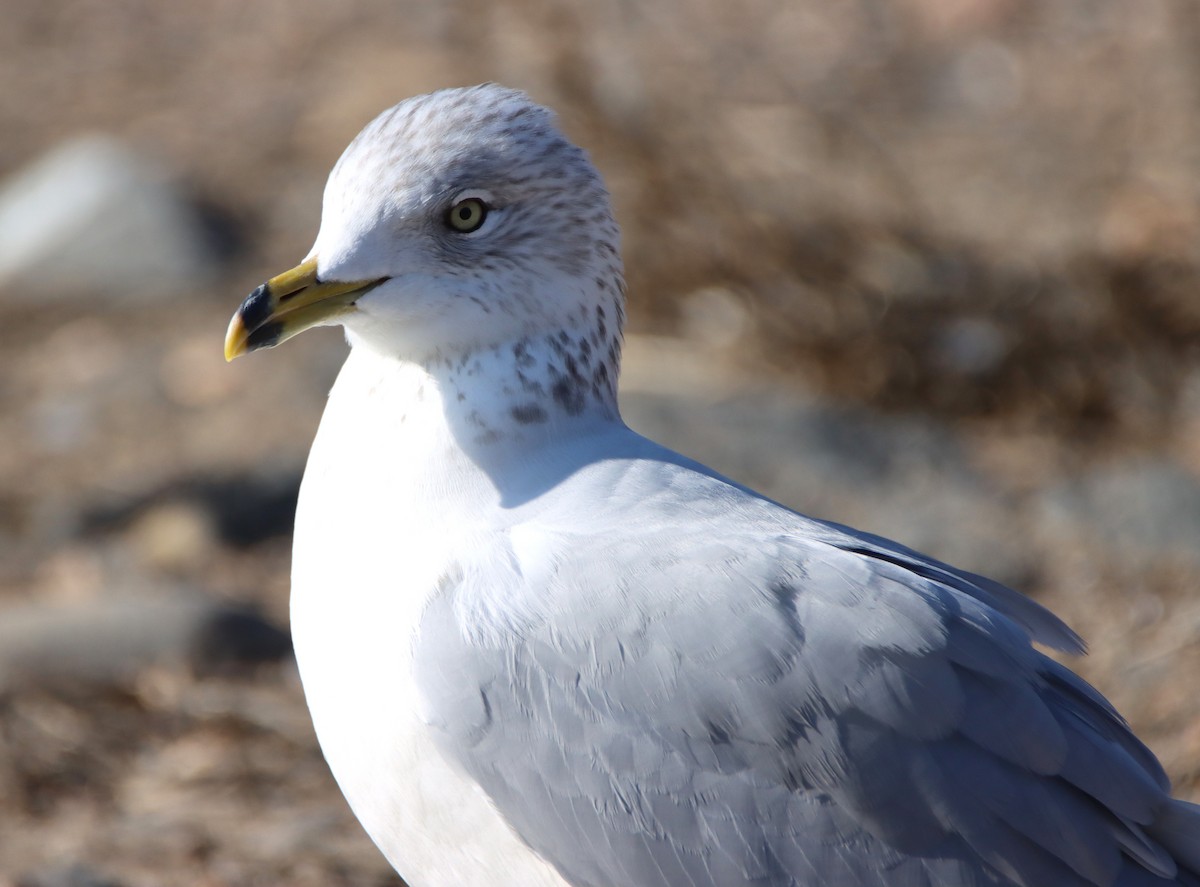 Gaviota de Delaware - ML646273401