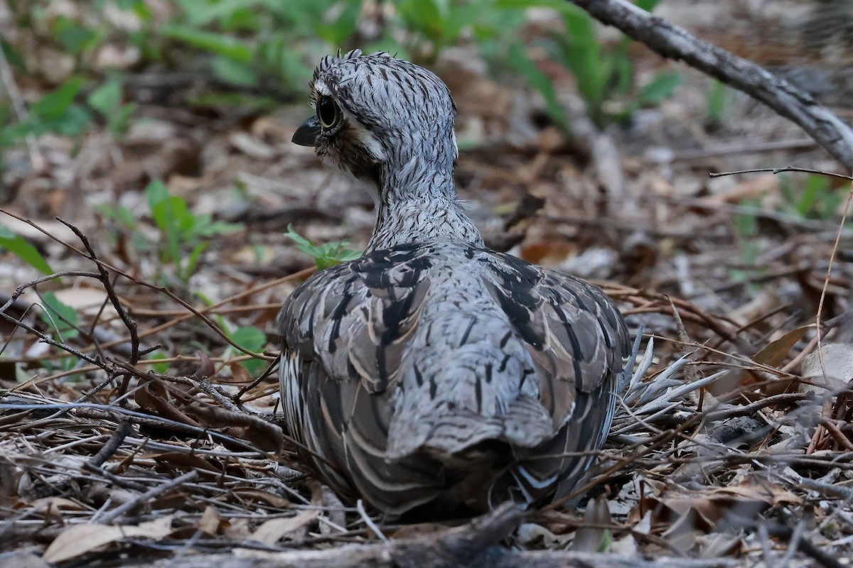 Bush Thick-knee - ML646273402