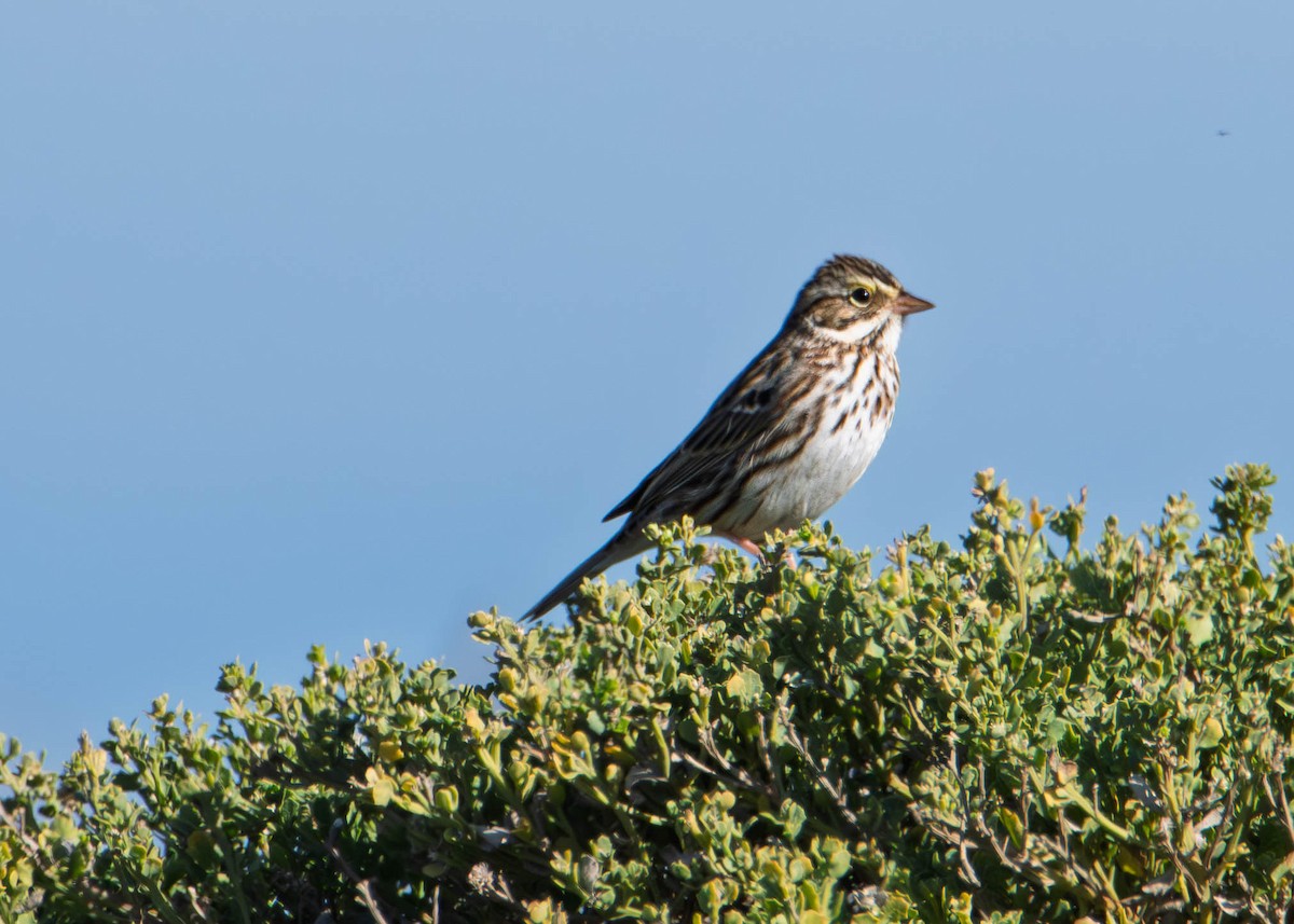 Savannah Sparrow - ML646273403