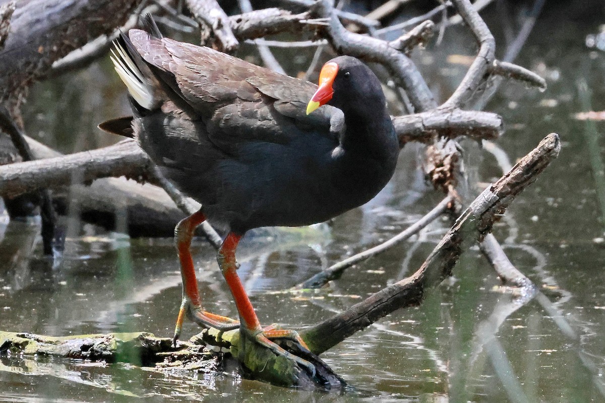 Dusky Moorhen - ML646273406