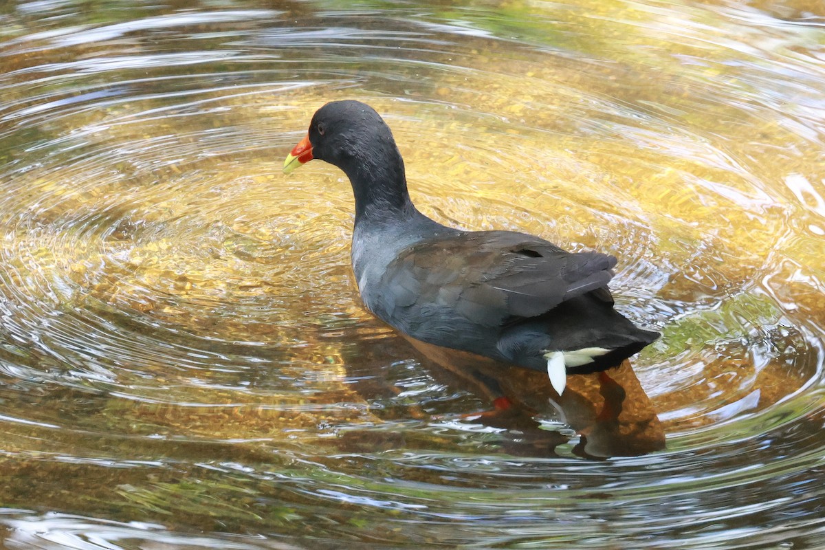 Dusky Moorhen - ML646273408